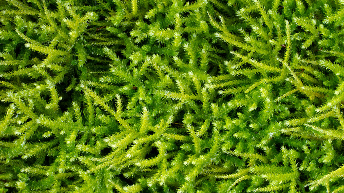 Common Striated Feather Moss