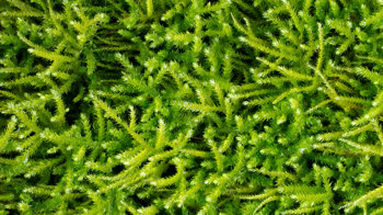 Common Striated Feather Moss Common Striated Feather Moss