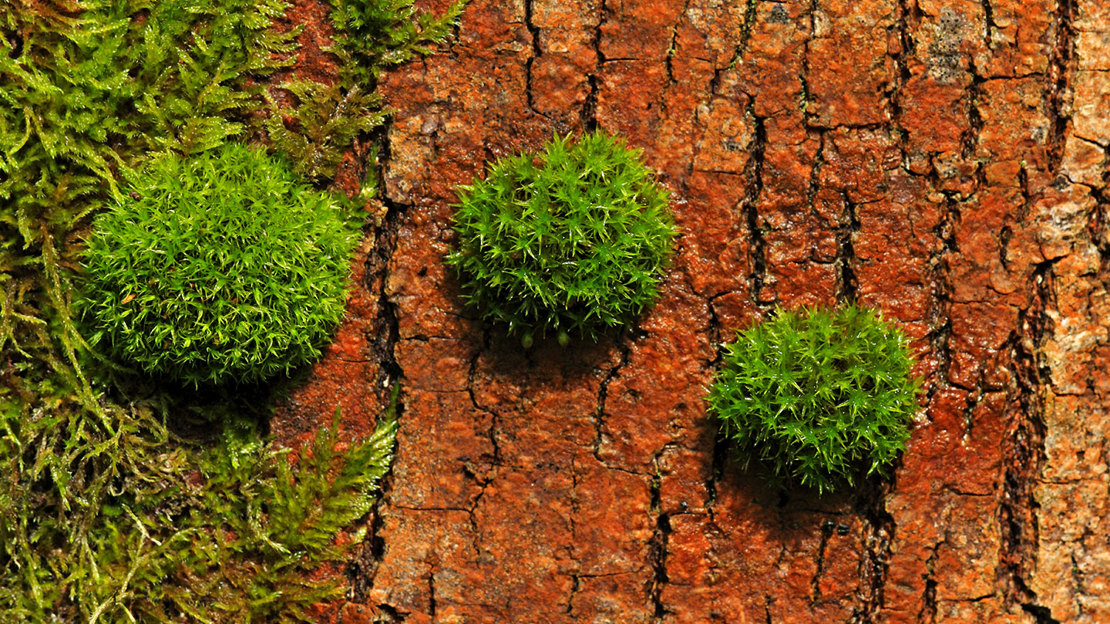 Bristle Moss Orthotrichum Affine