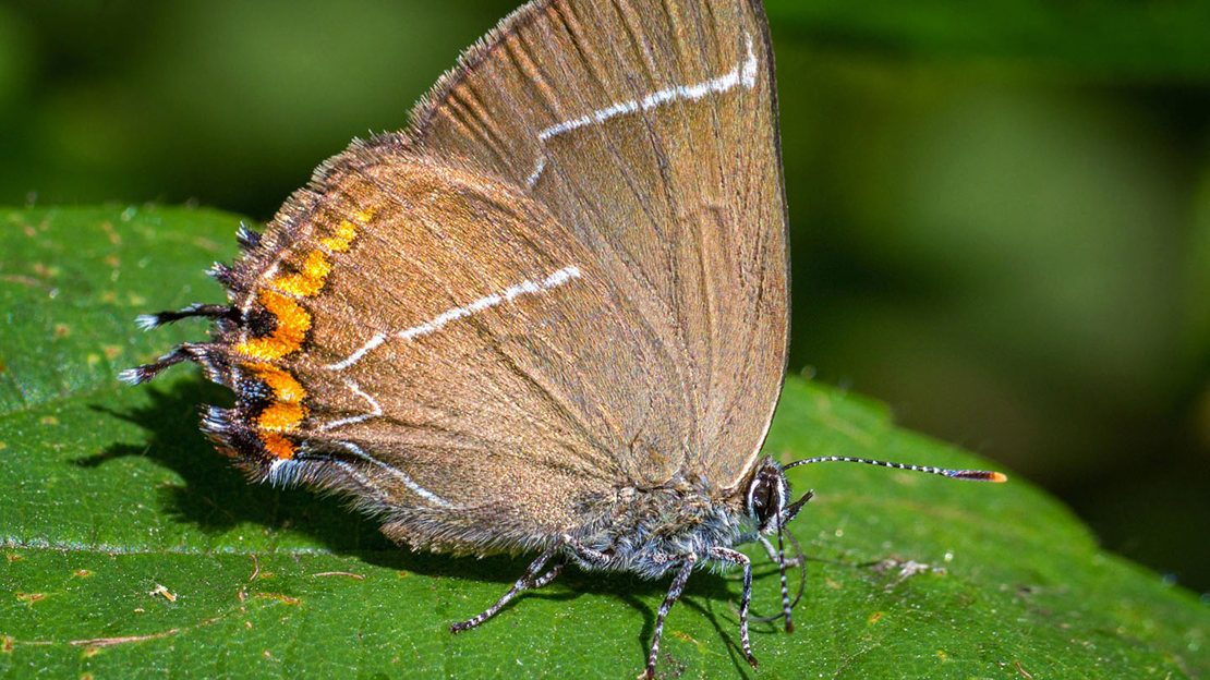 Field elm with white letter hairstreak butterfly close-up