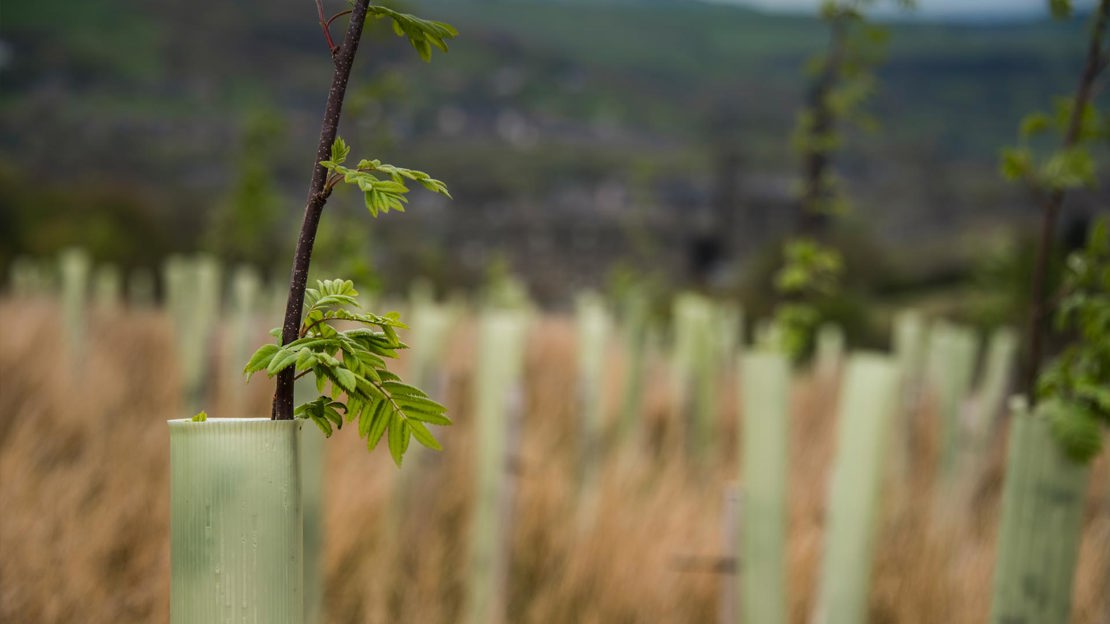Rowan sapling in a tree protector