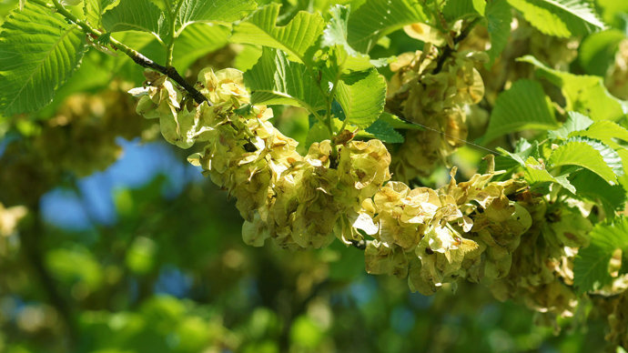 Field elm flower