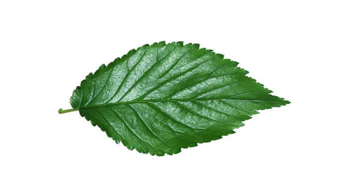 Field elm leaf on a white background