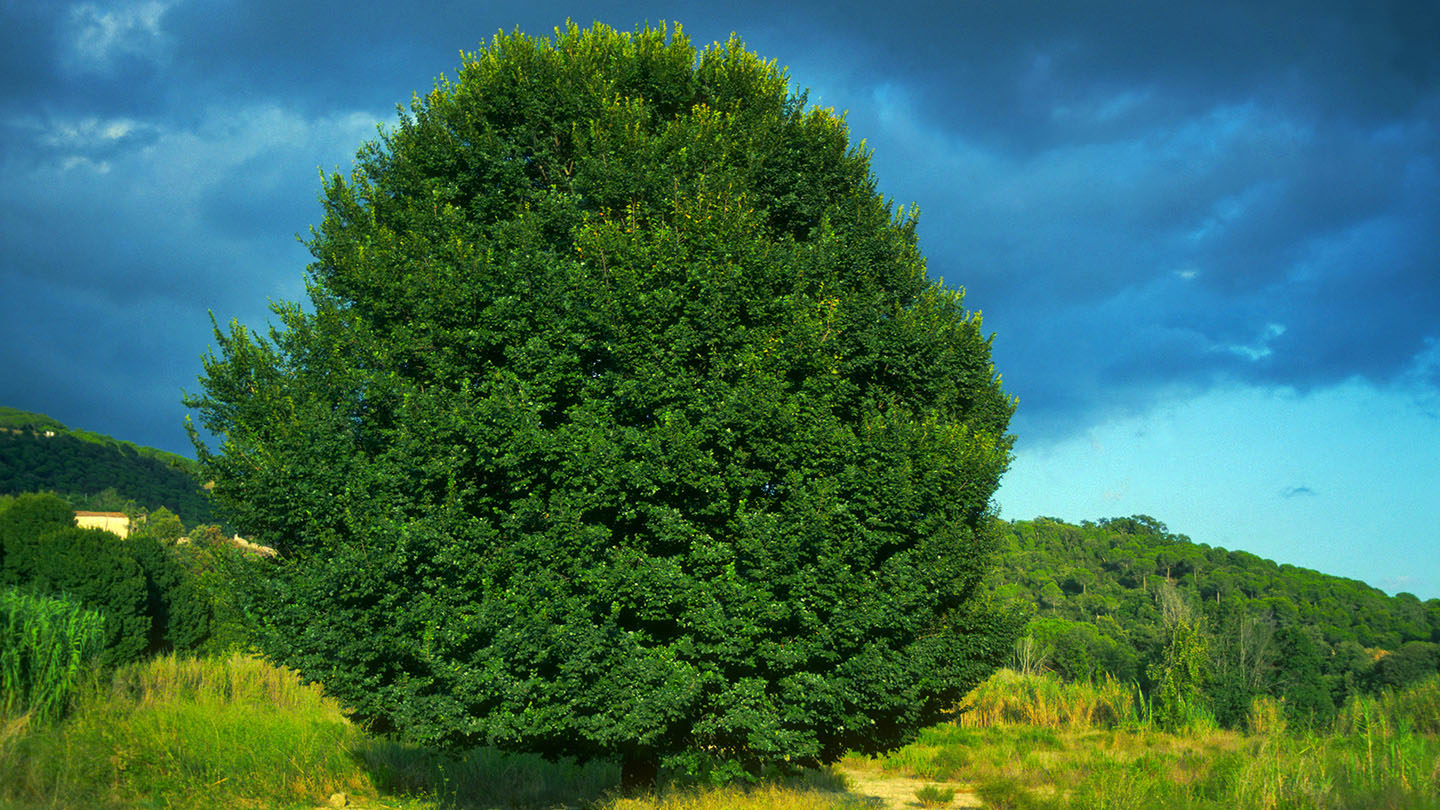 English Elm (Ulmus procera) - British Trees - Woodland Trust