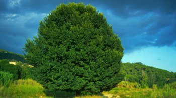 Field elm overall tree in summer