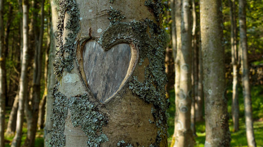Heart shape in lichen covered bark