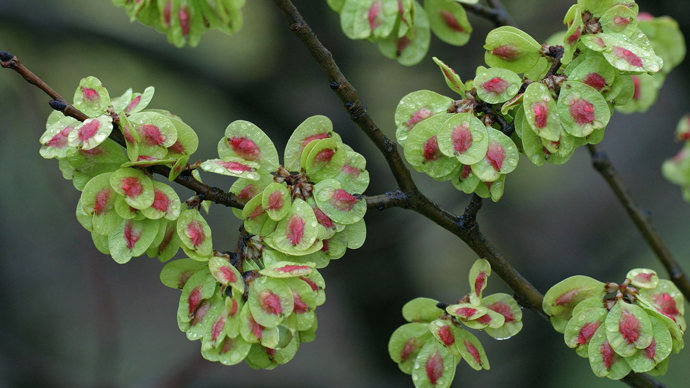Field elm seeds in spring