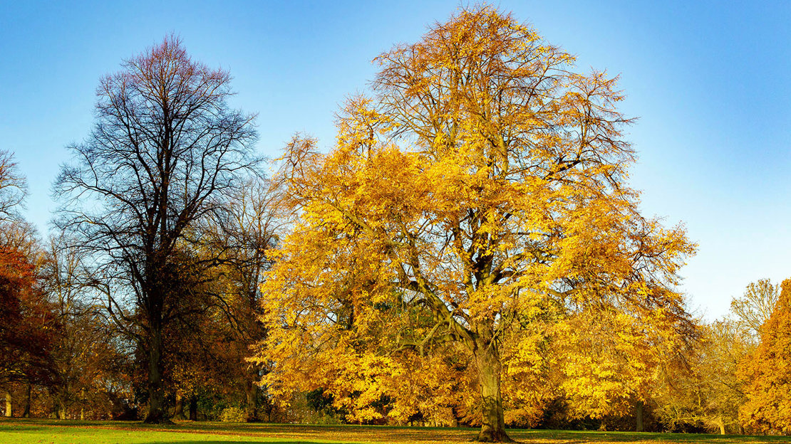 Field elm tree in autumn