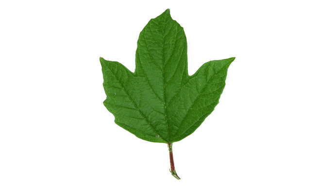 Guelder rose single leaf on white background