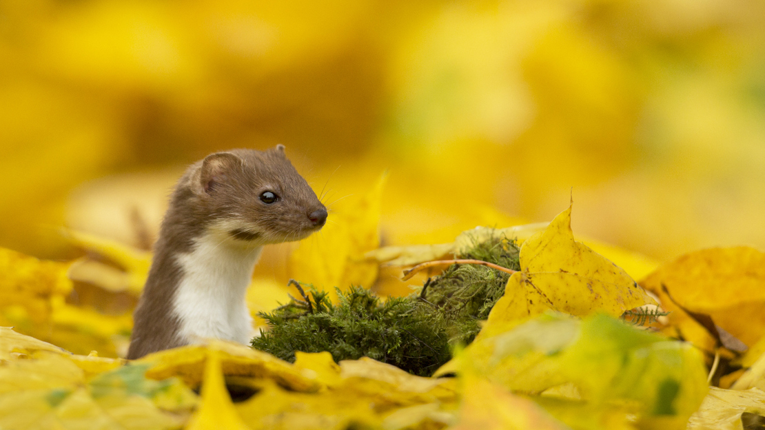 Weasel among fallen yellow leaves