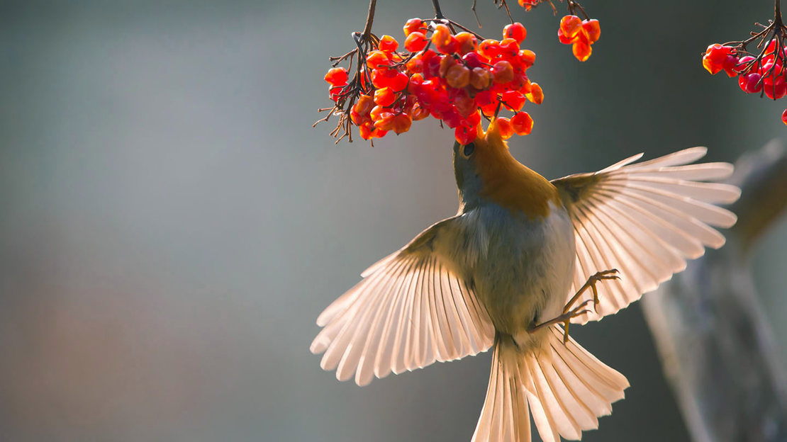 Robin feeding on guelder rose berries