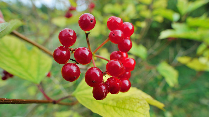 Guelder rose berries close-up