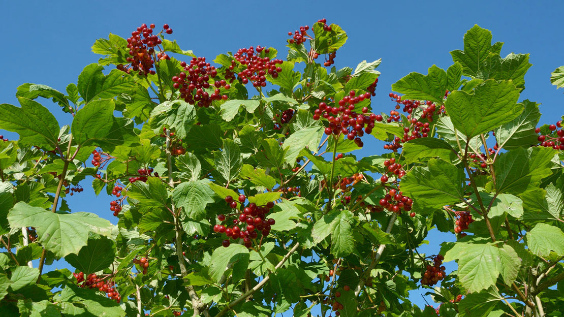 Guelder rose berry clusters