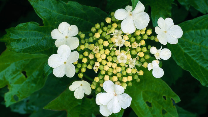 Guelder rose flowers with insect-damaged leaves