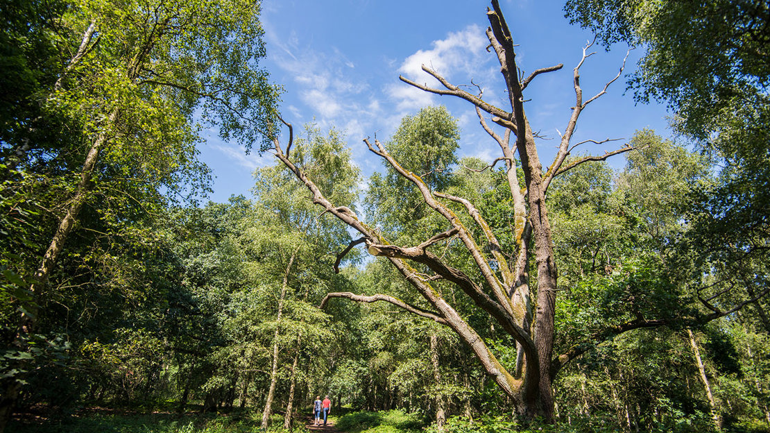 Dead tree near path through Owlet wood