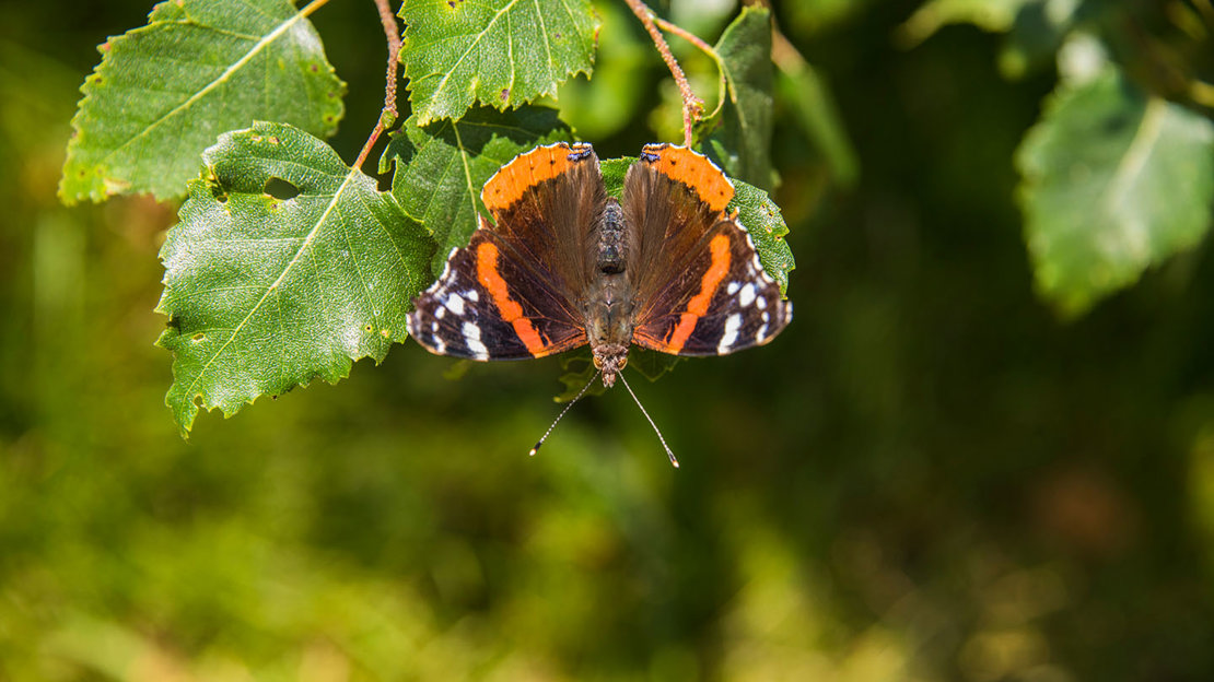 Overwing of an Red Admiral butterfly, Owlet wood