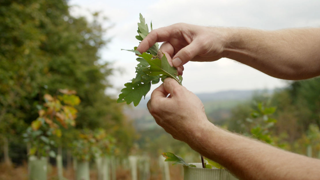 Site manager checking oak leaves on sapling
