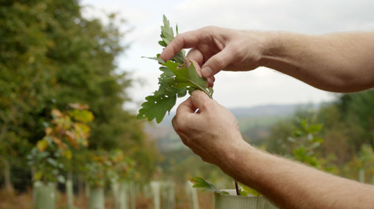 Site manager checking oak leaves on sapling
