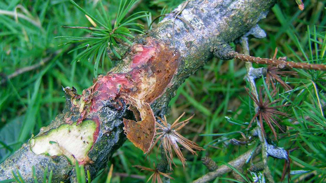 Brown dead tissue and red reaction tissue, Phytophthora Ramorum