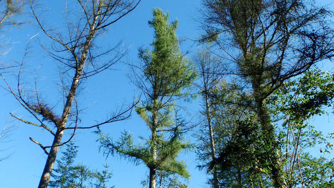 Phytophthora Ramorum causing dieback of Japanese larch