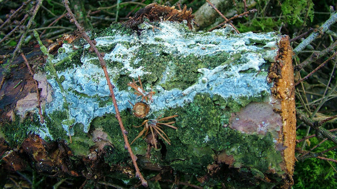 Resin bleeds dried Into white crust, Phytophthora Ramorum