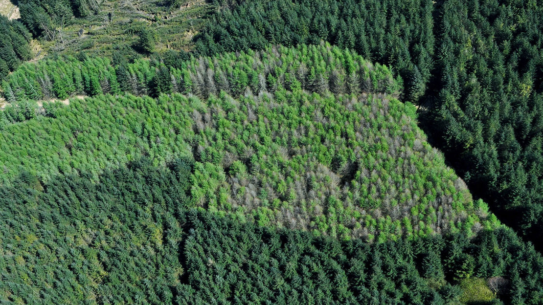 Impact of Phytopthora Ramorum on larch from above