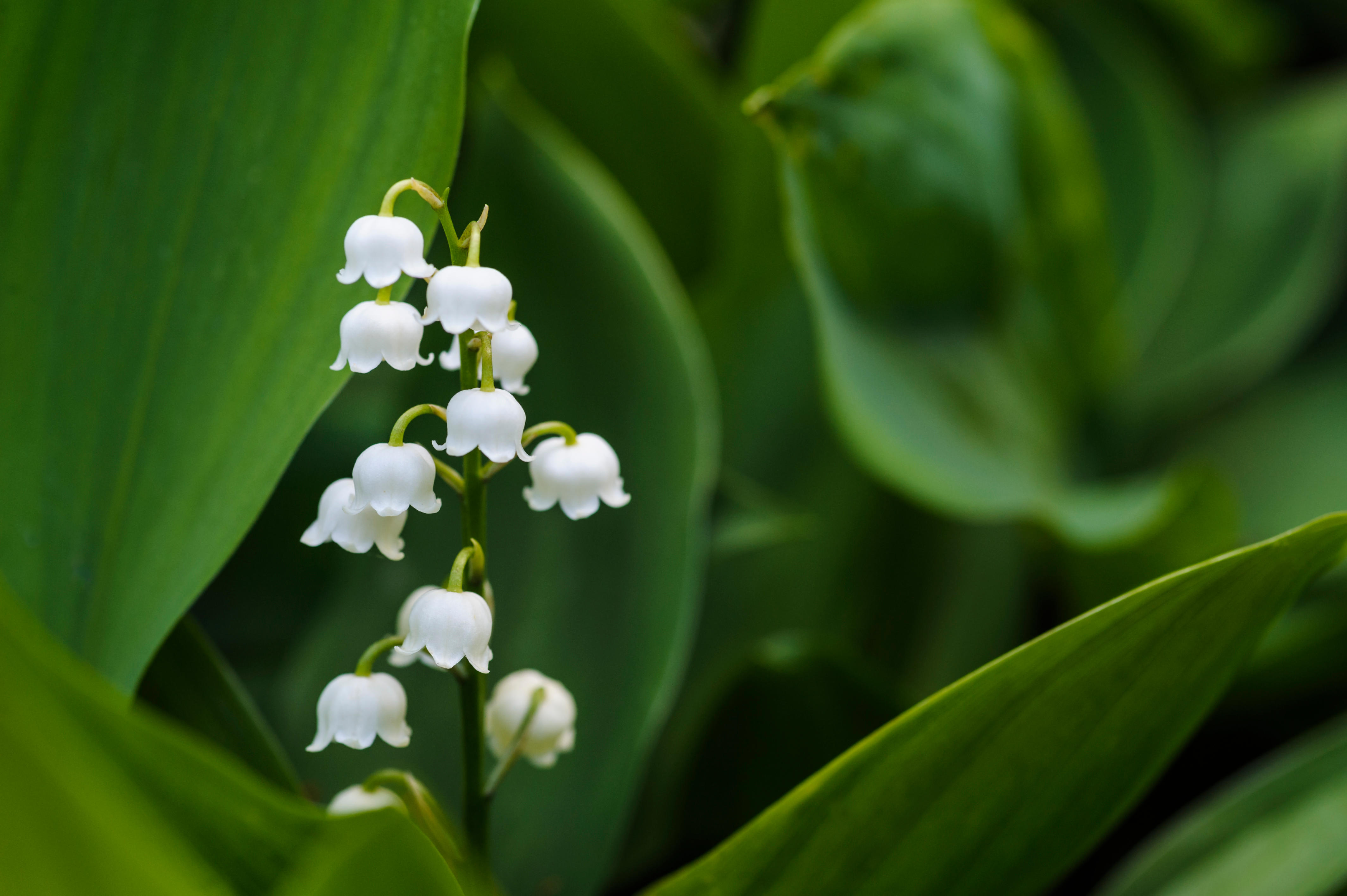 lily-of-the-valley-convallaria-majalis-woodland-trust