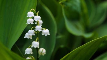 Lily of the valley flowers Lily of the valley flowers