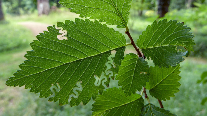 Elm zig-zag sawfly multiple feeding traces