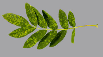 Rowan leaf infected by European mountain ash ringspot associated virus