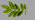 Rowan leaf infected by European mountain ash ringspot associated virus