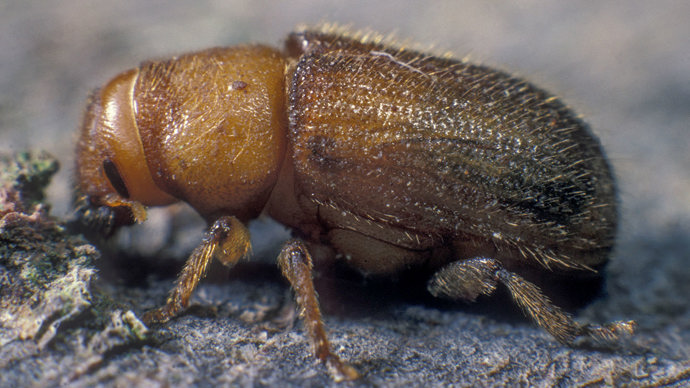 Great spruce bark beetle, immature adult