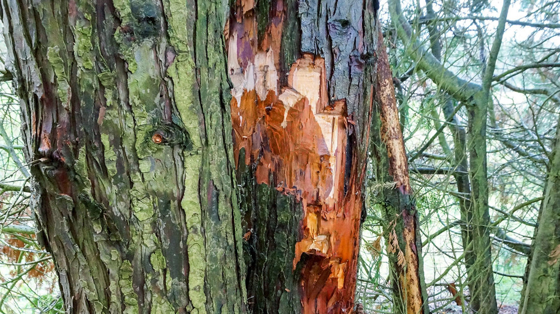 Phytophthora Lateralis bark lesions exposed by removing outer bark