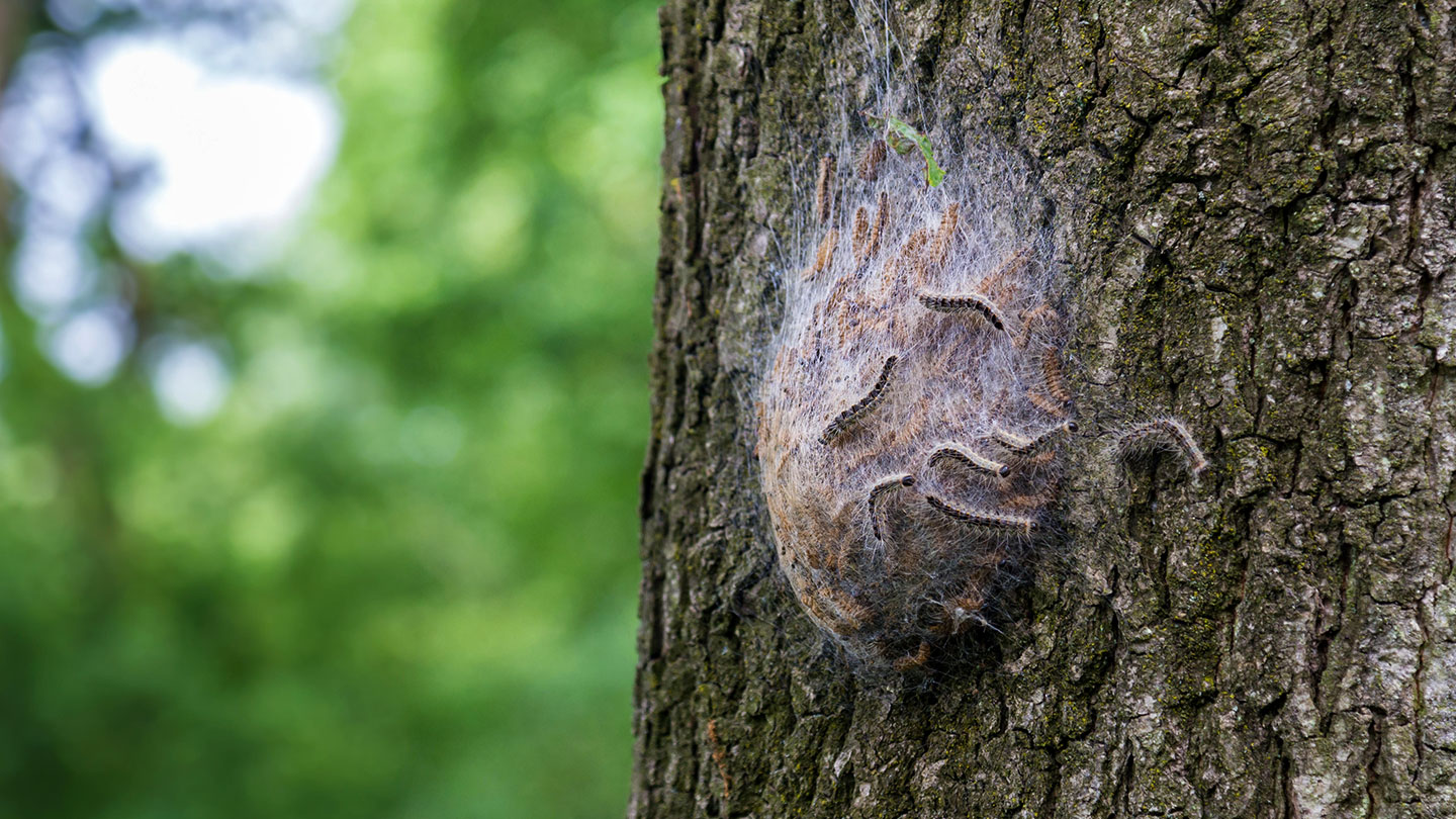 oak processionary moth nest        
        <figure class=