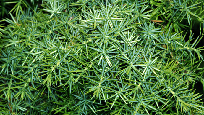 Juniper leaves