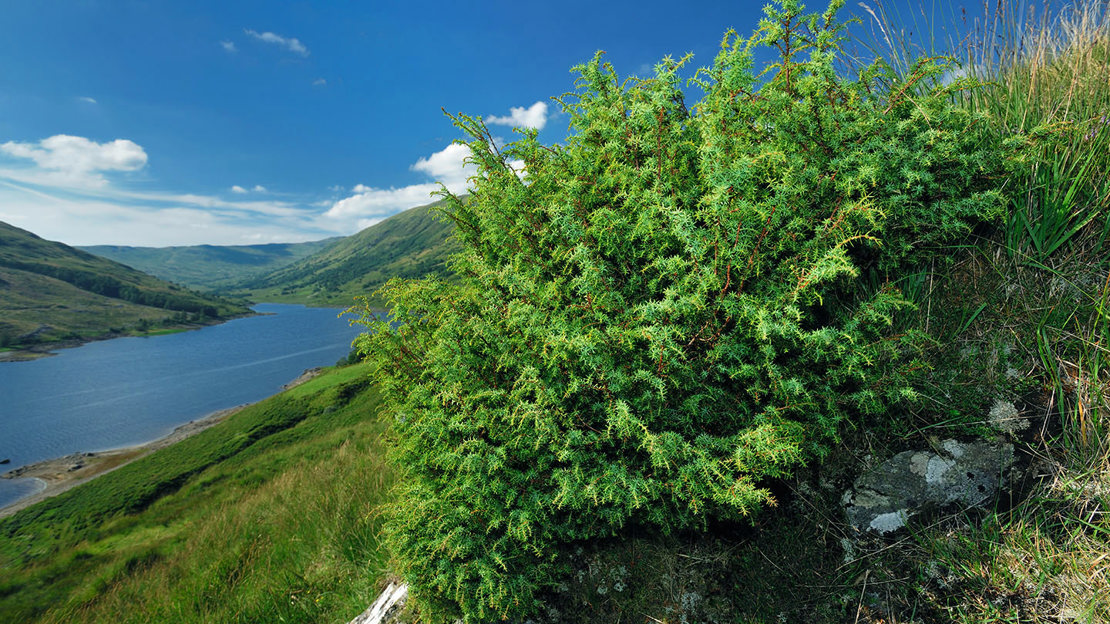 Juniper shrub in Glen Finglas