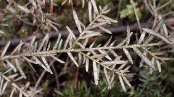Western Hemlock infected with Sirococcus Tsugae, showing small black fruiting bodies on the underside of the leaves