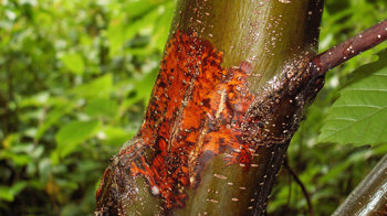 Bright orangy brown chestnut blight lesion on the young smooth bark of a Sweet chestnut tree