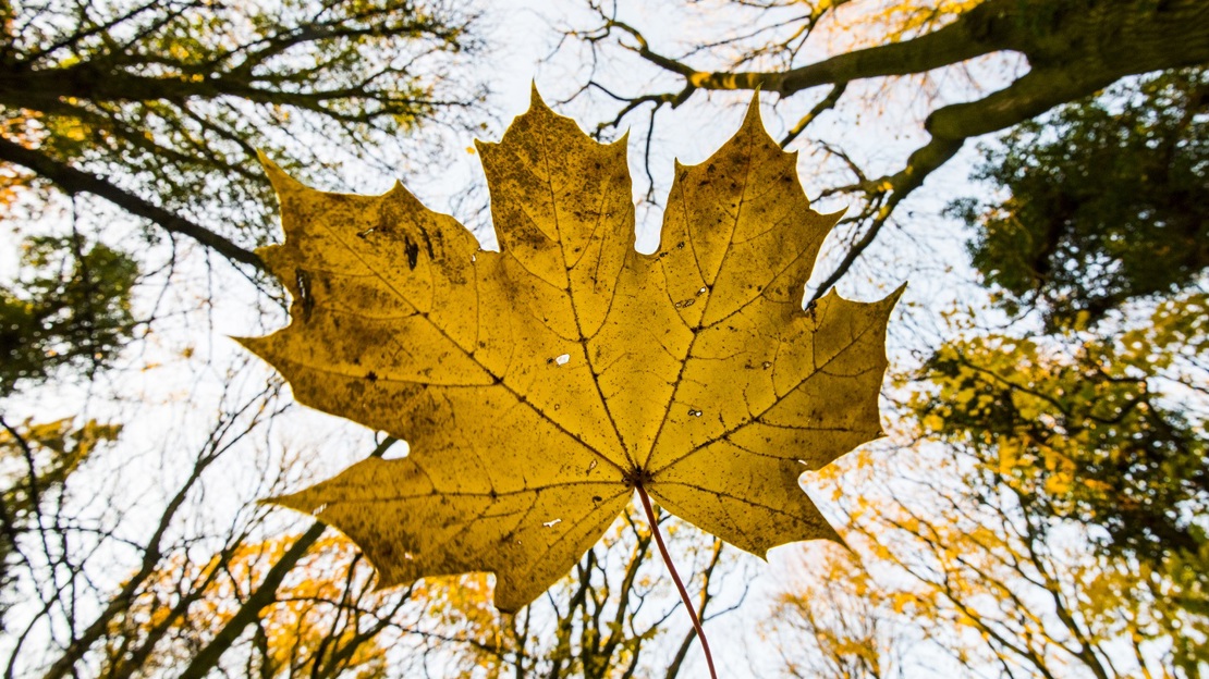 autumn leaf in Haddocks Wood
