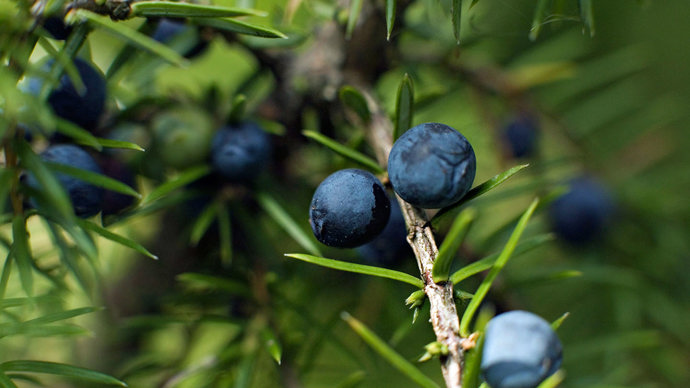 Juniper berries close-up
