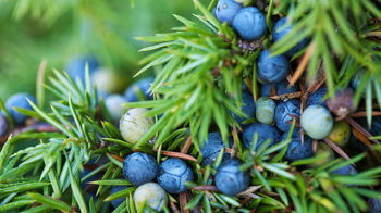 Juniper berries close-up Juniper berries close-up