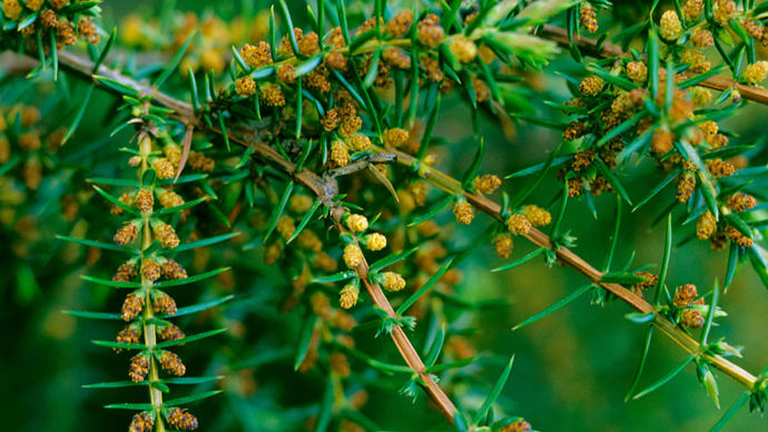 Juniper in flower with male flowers