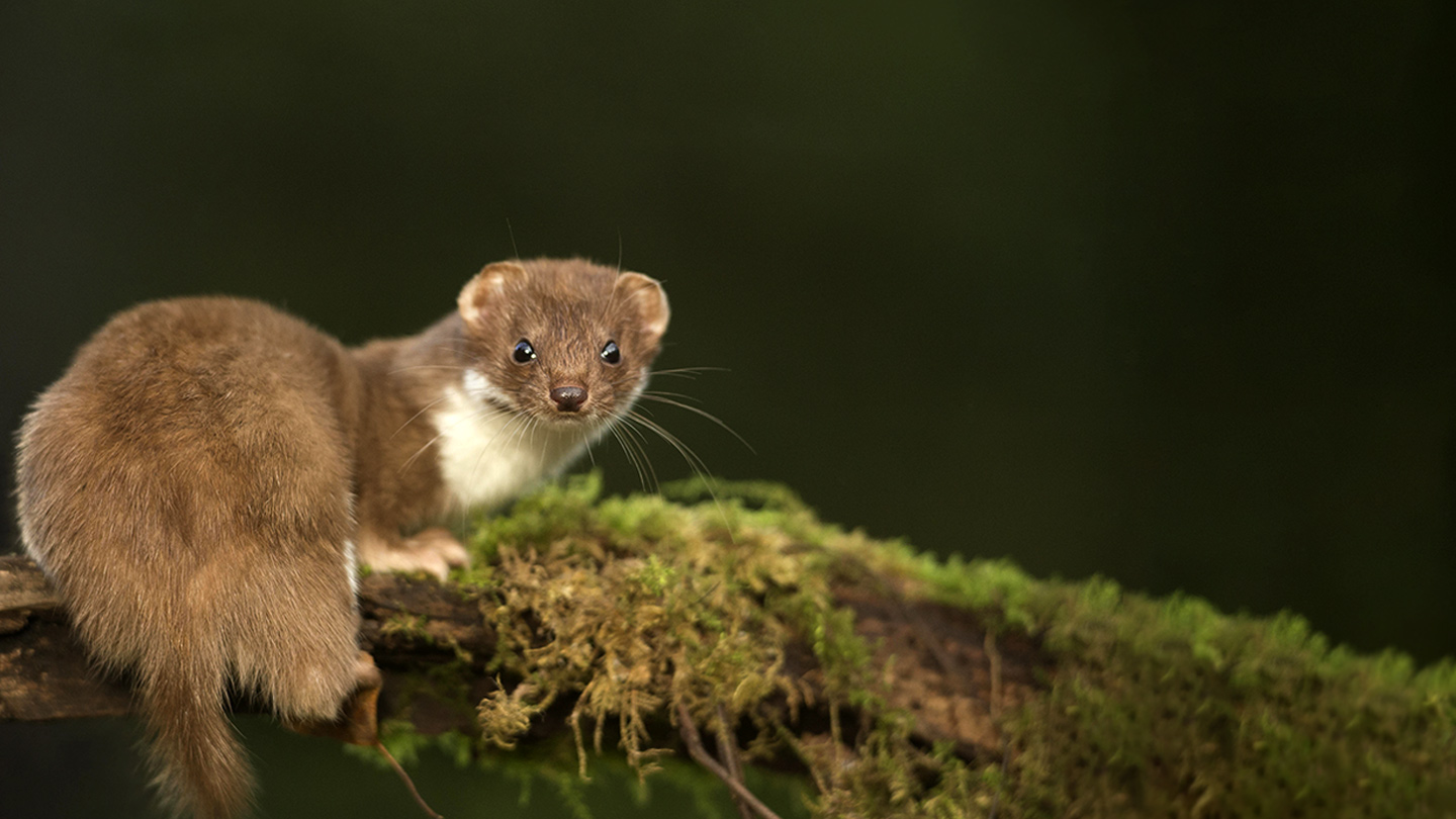 How to Identify Wildlife - UK Species UK - Woodland Trust