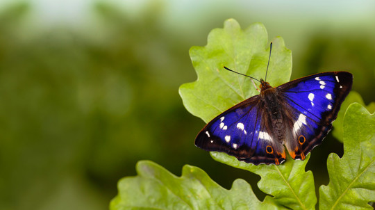 Purple emperor butterfly male on English oak leaf