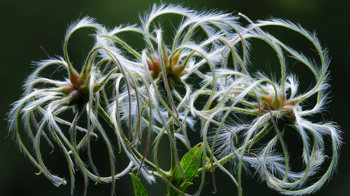Very fluffy traveller's joy flowers against dark background Very fluffy traveller's joy flowers against dark background