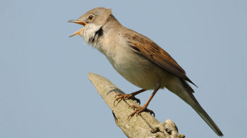Whitethroat singing.