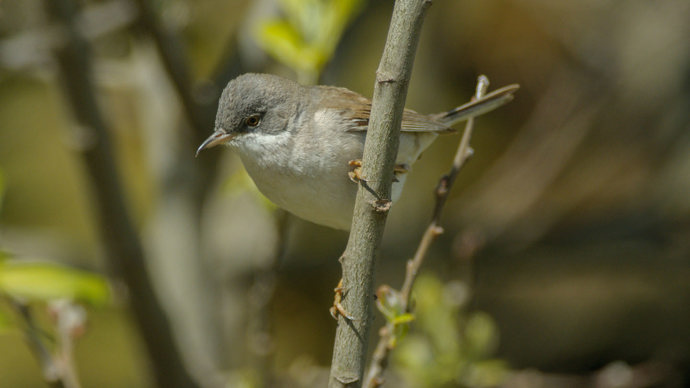 Whitethroat on branch.
