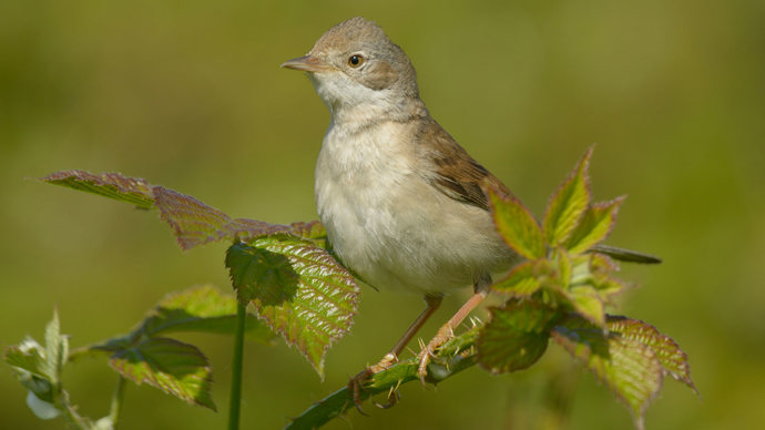 Whitethroat perched.