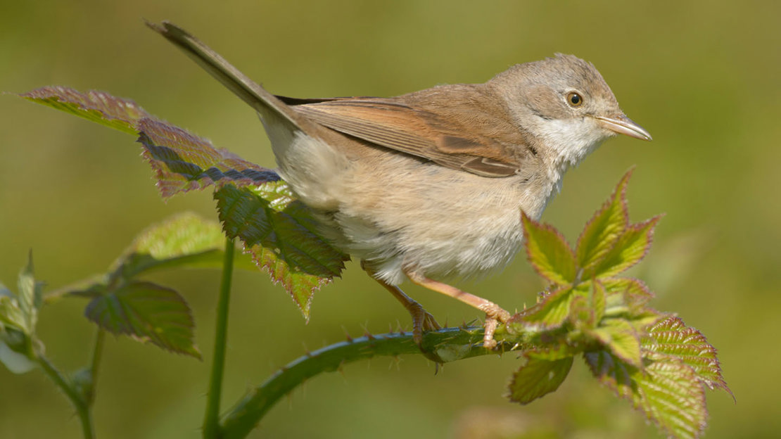 Whitethroat side profile.