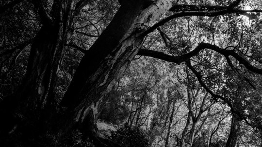 Dark, black and white photo of Whitmore Woods